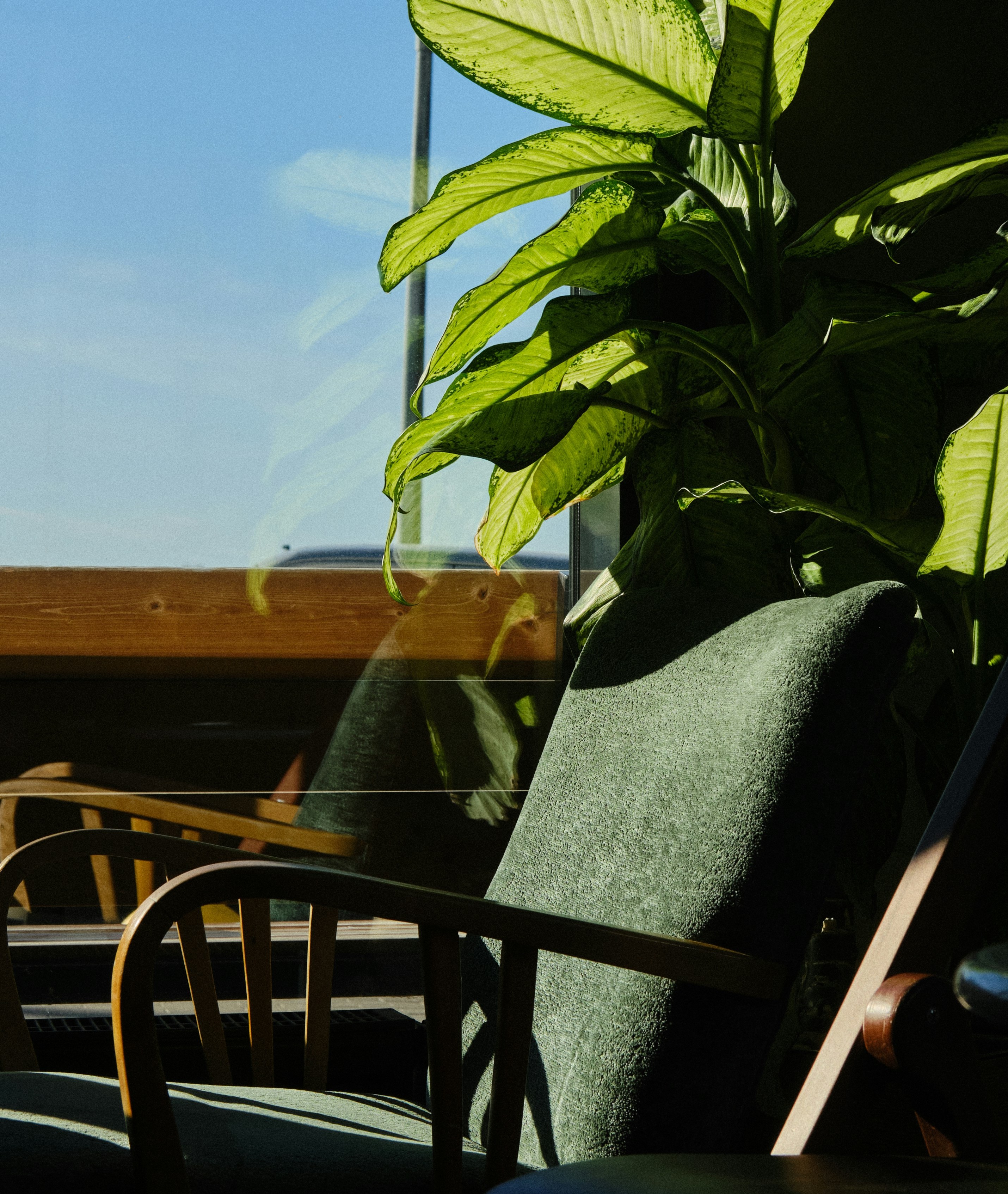 Chaise et plante